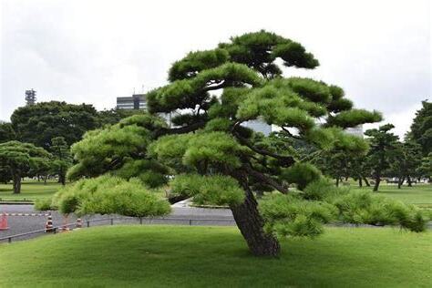 松樹 寓意